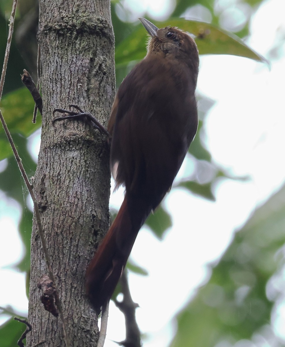 Грімпар бурий - ML646320746