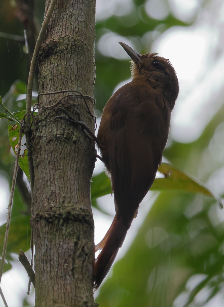 Грімпар бурий - ML646320747