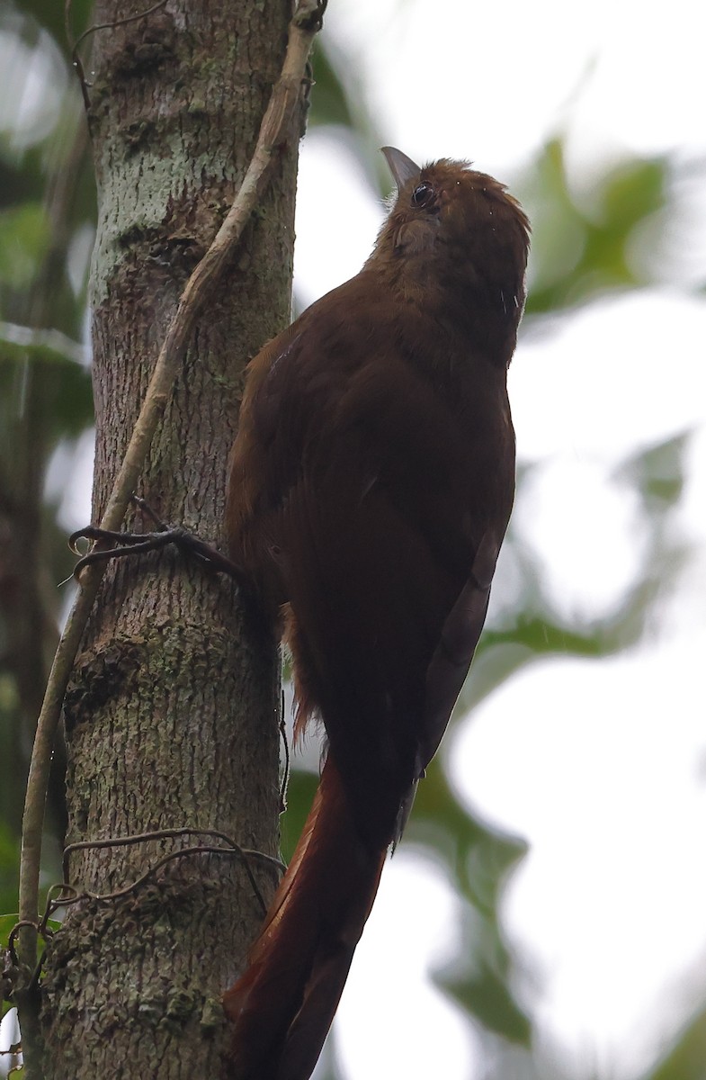 Грімпар бурий - ML646320748