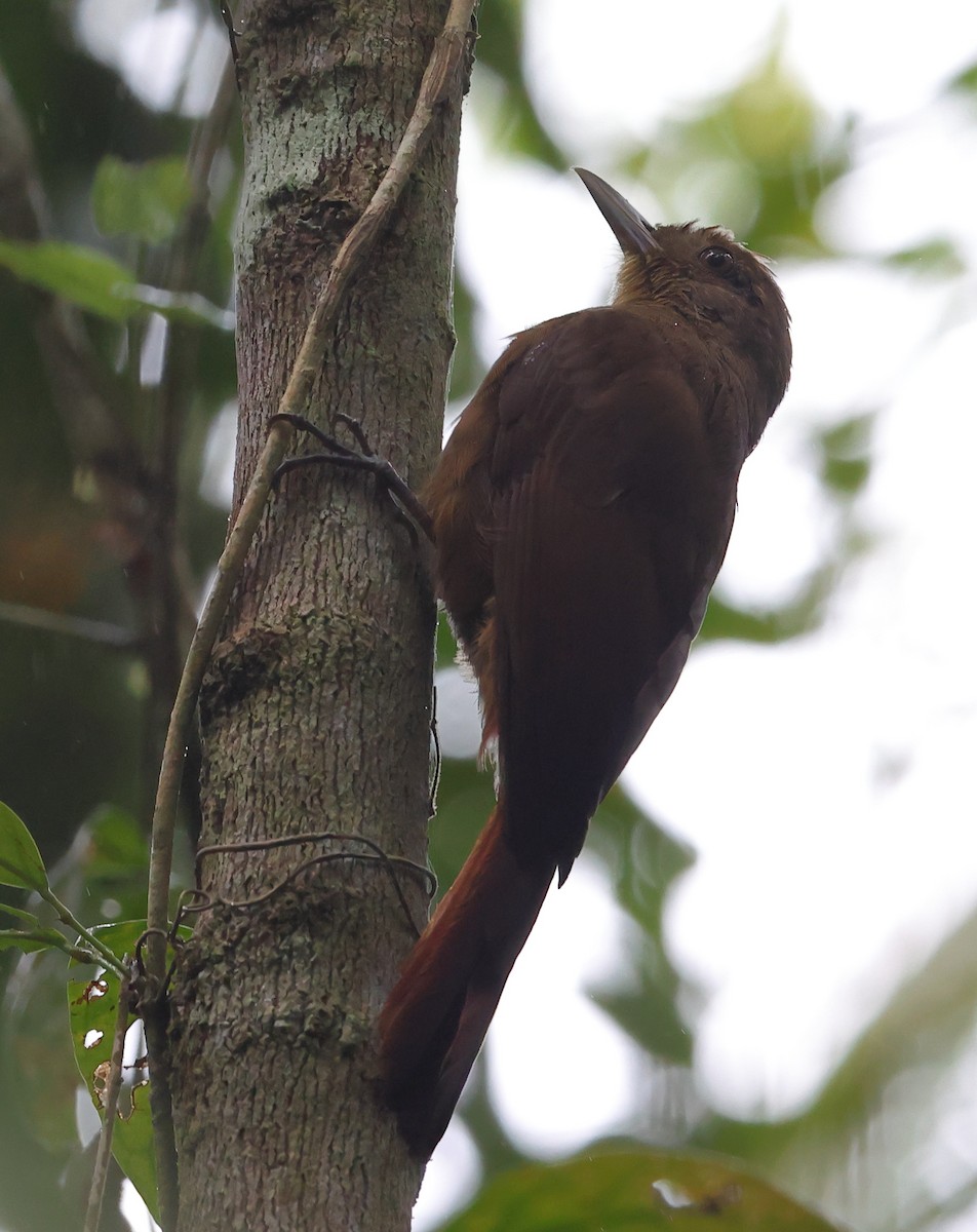 Грімпар бурий - ML646320749