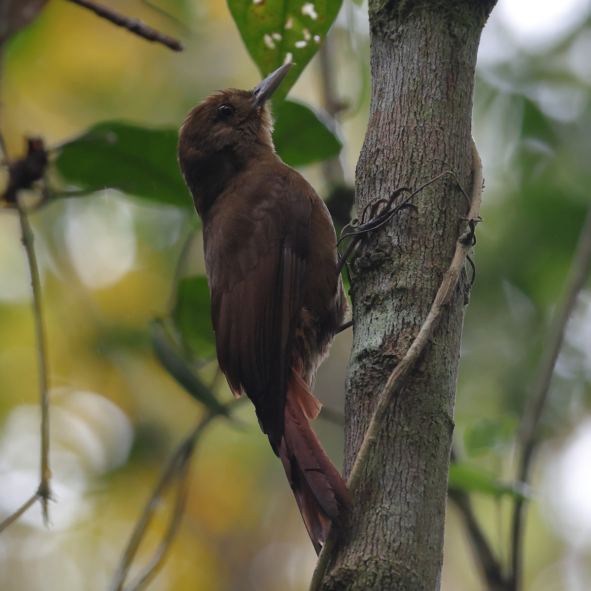 Грімпар бурий - ML646320750