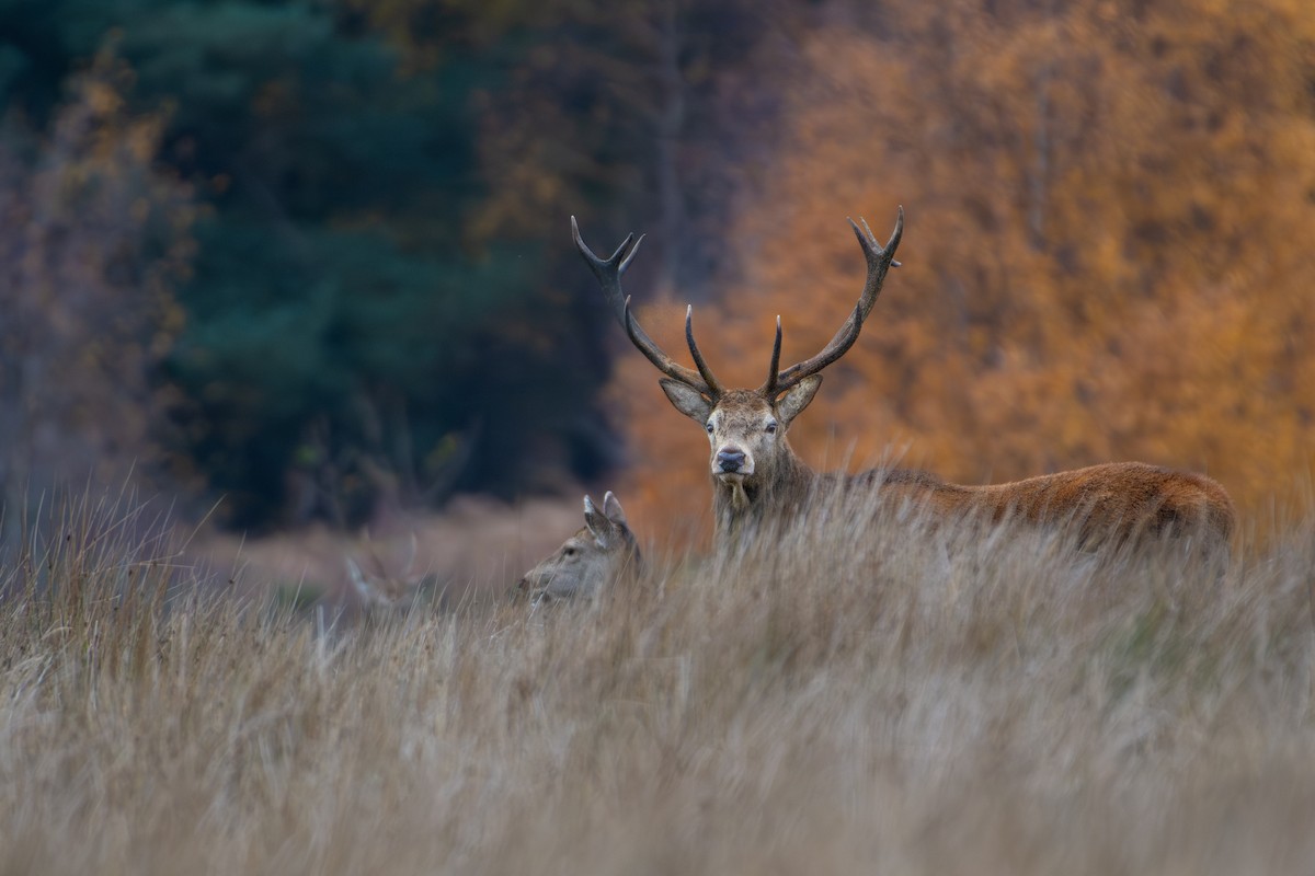 Cervo nobile - ML646320752