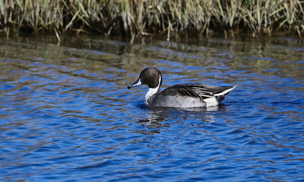 Northern Pintail - ML646320753