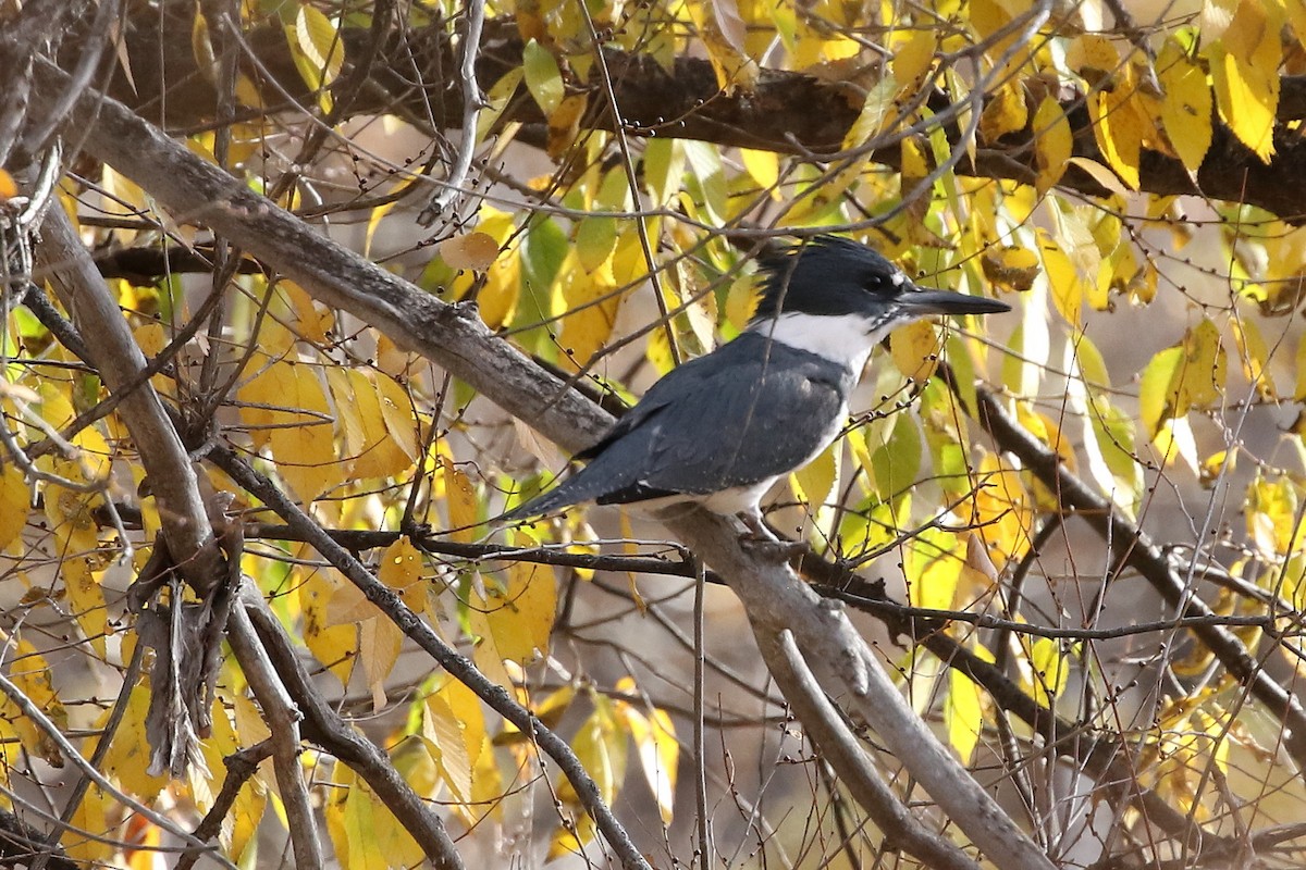 Belted Kingfisher - ML646320755