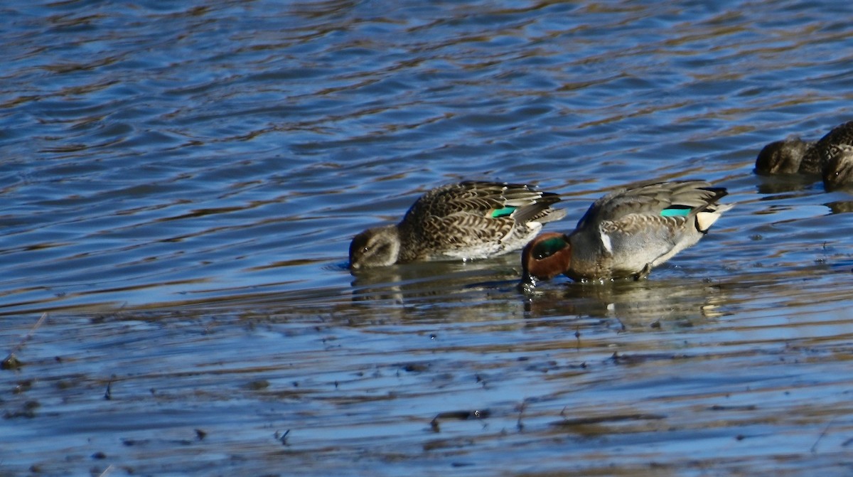 Green-winged Teal - ML646320758