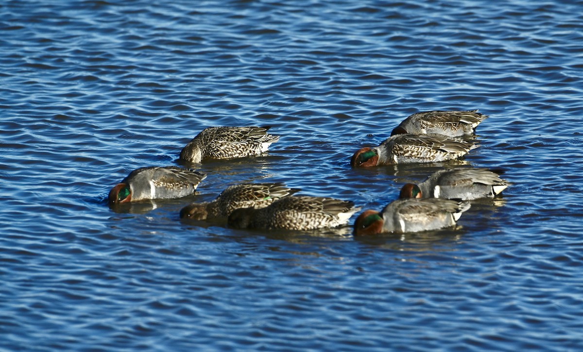 Green-winged Teal - ML646320759