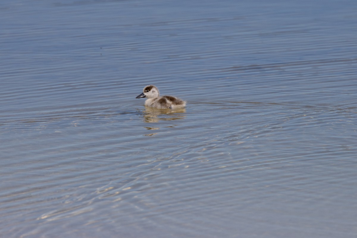 Галагаз австралійський - ML646320761