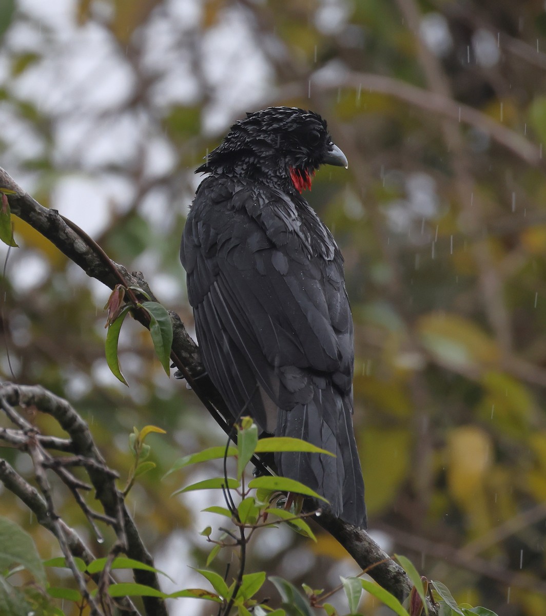 Red-ruffed Fruitcrow - ML646320762