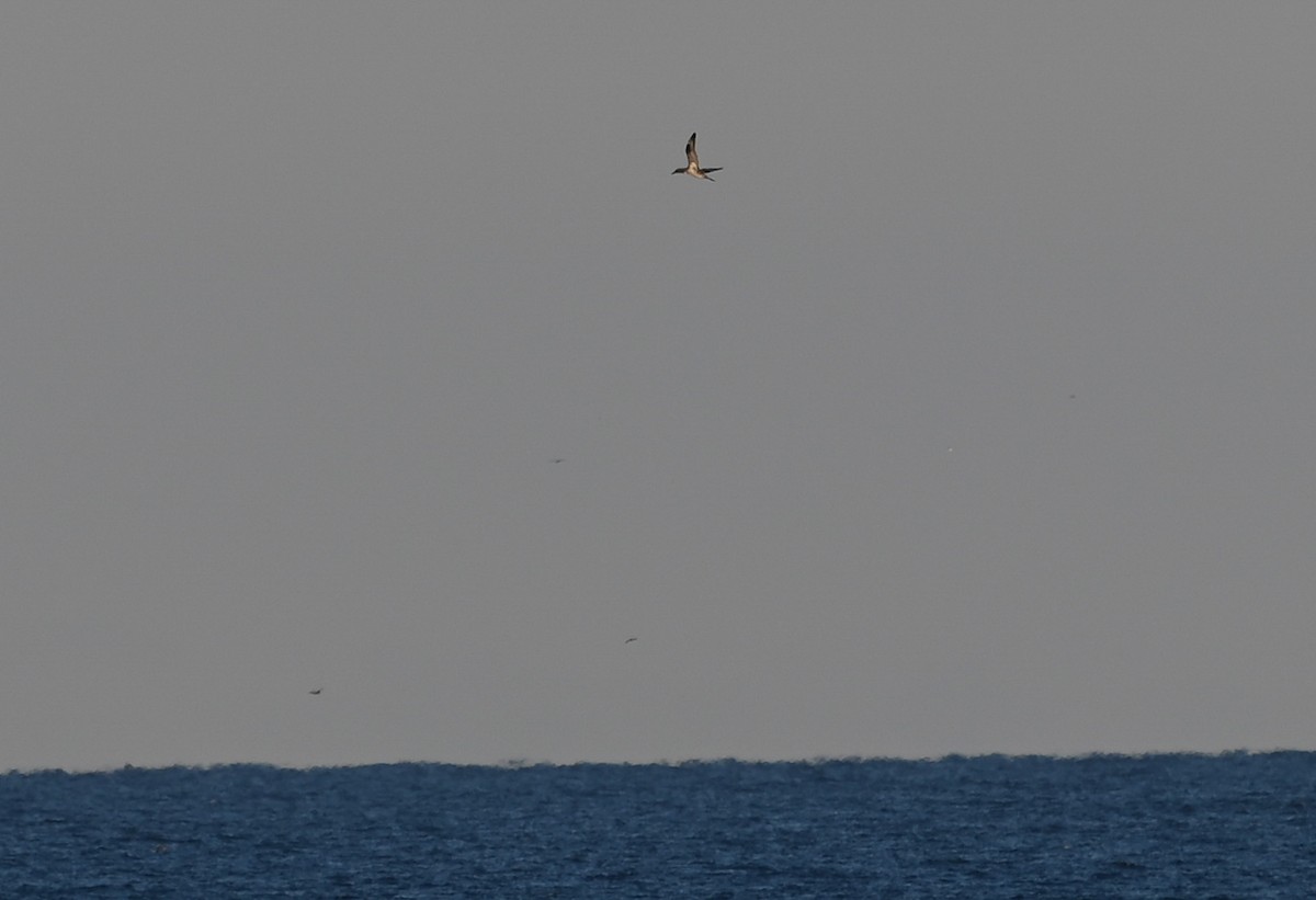 סולה מצויה - ML646320766