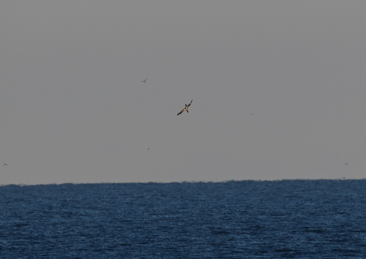 סולה מצויה - ML646320768