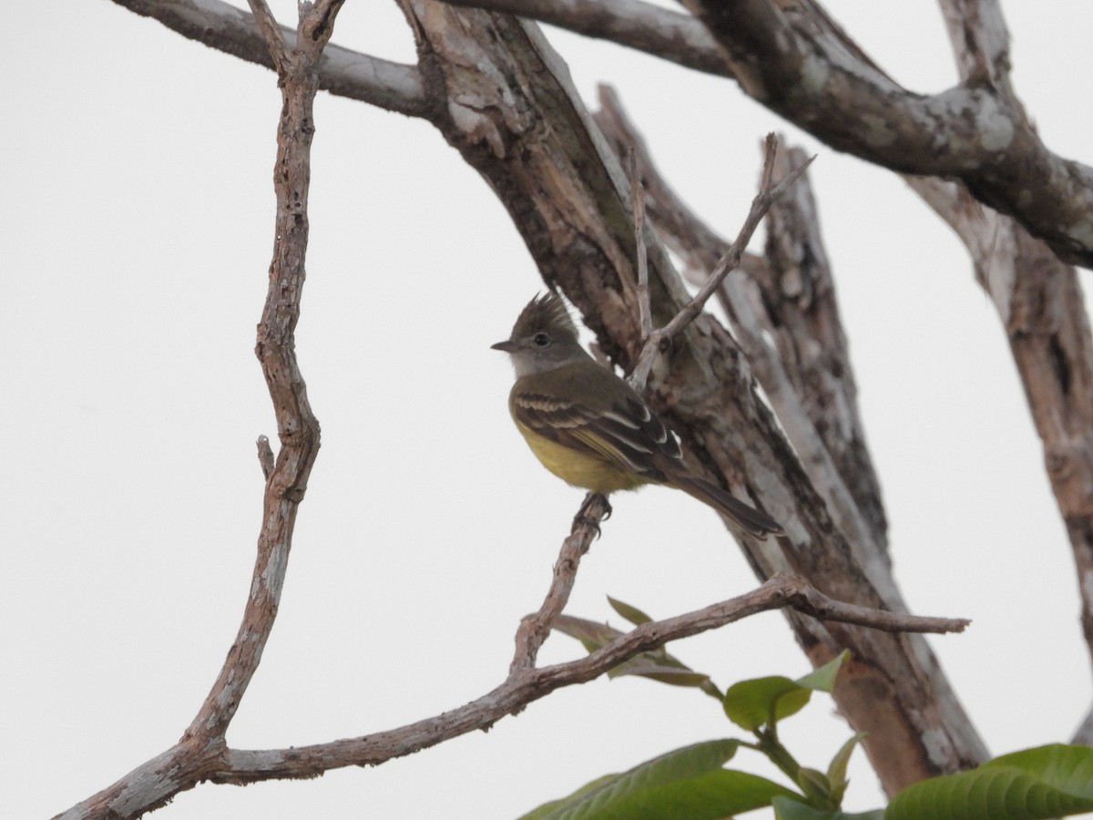 Yellow-bellied Elaenia - ML646320772