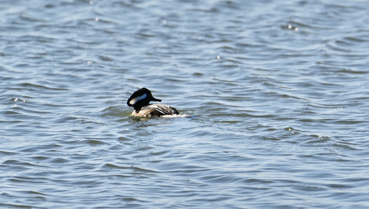 Hooded Merganser - ML646320773