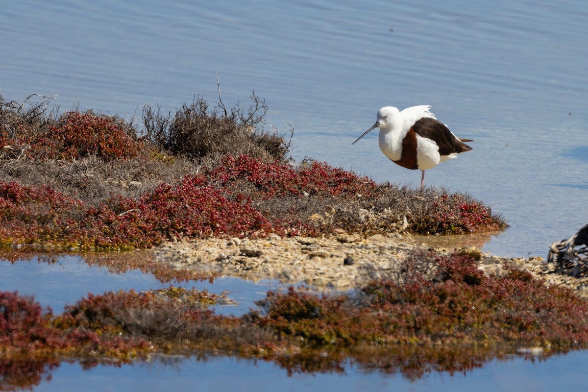 Banded Stilt - ML646320775