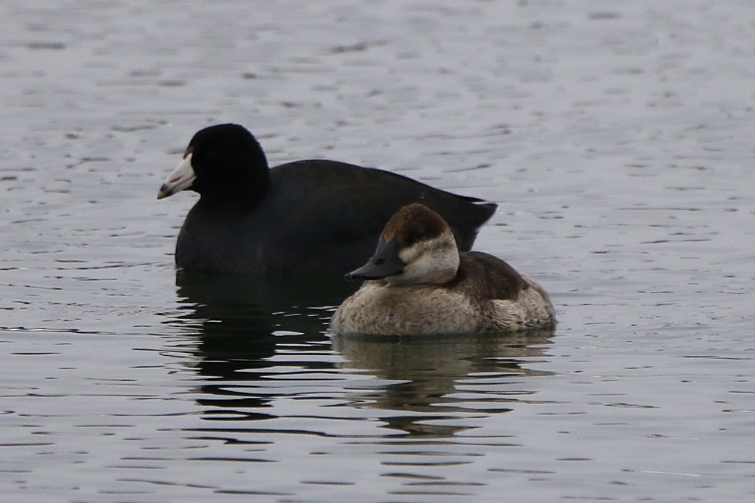 Лиска американська - ML646320776