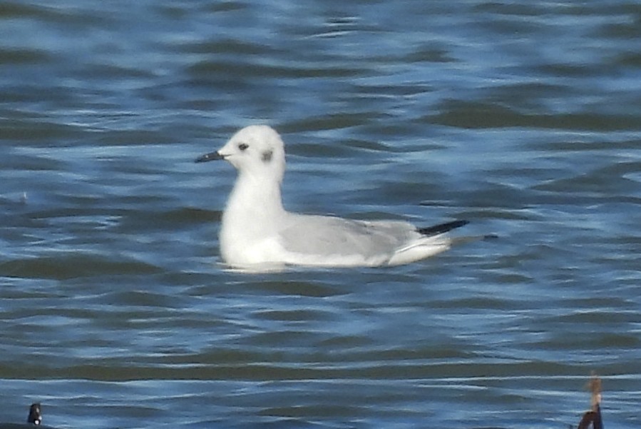 Bonaparte's Gull - ML646320781