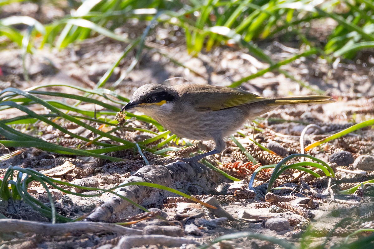 Singing Honeyeater - ML646320784