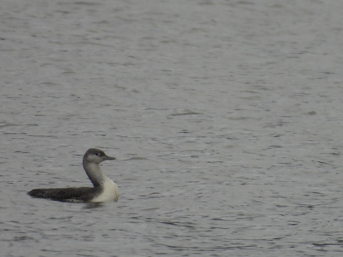 Plongeon catmarin - ML646320785