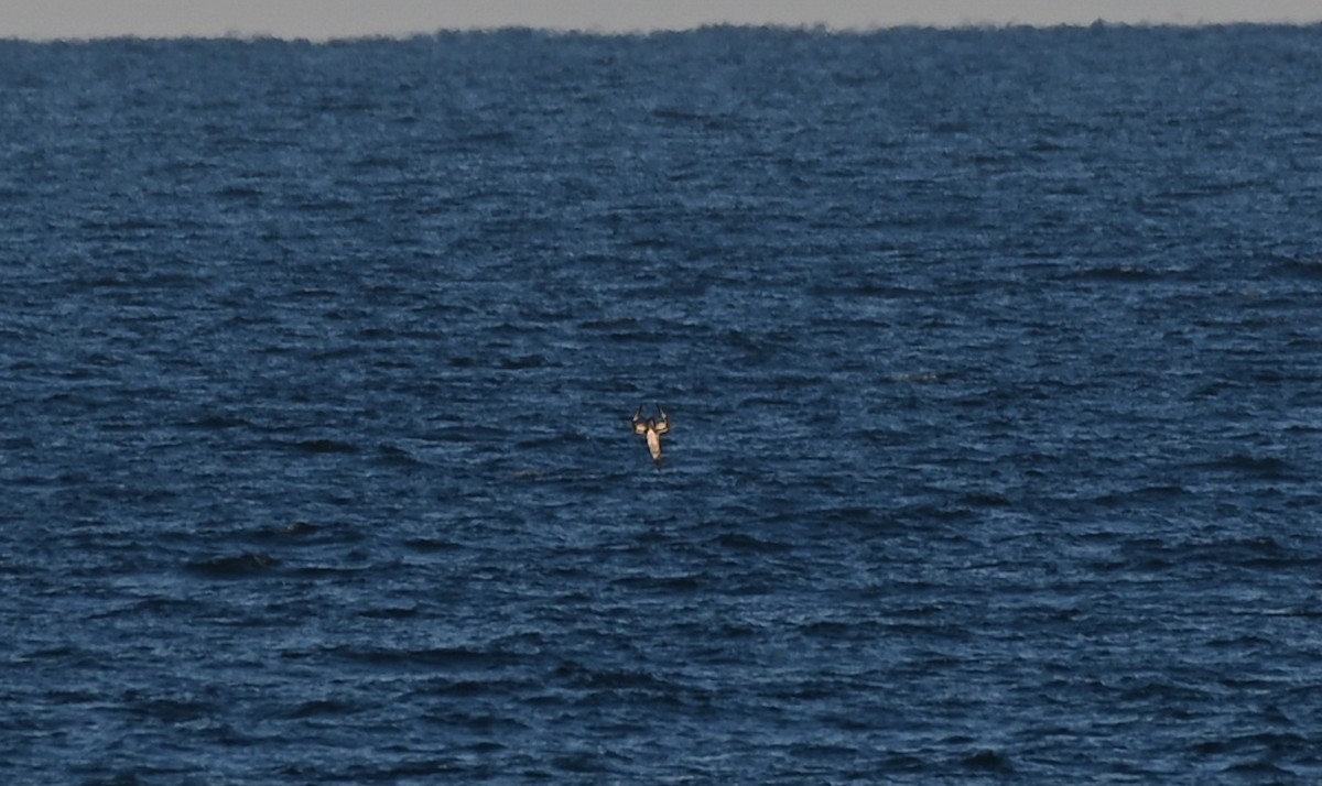 סולה מצויה - ML646320788