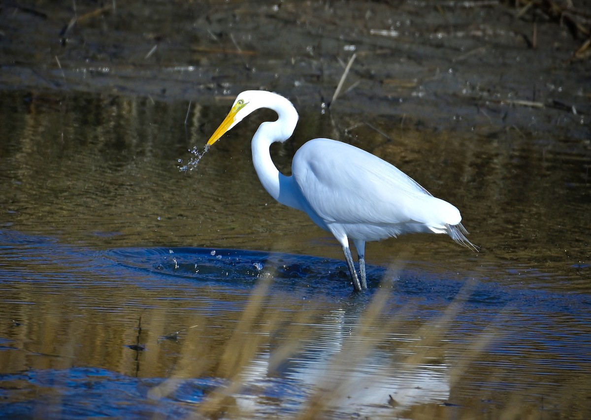 Great Egret - ML646320789