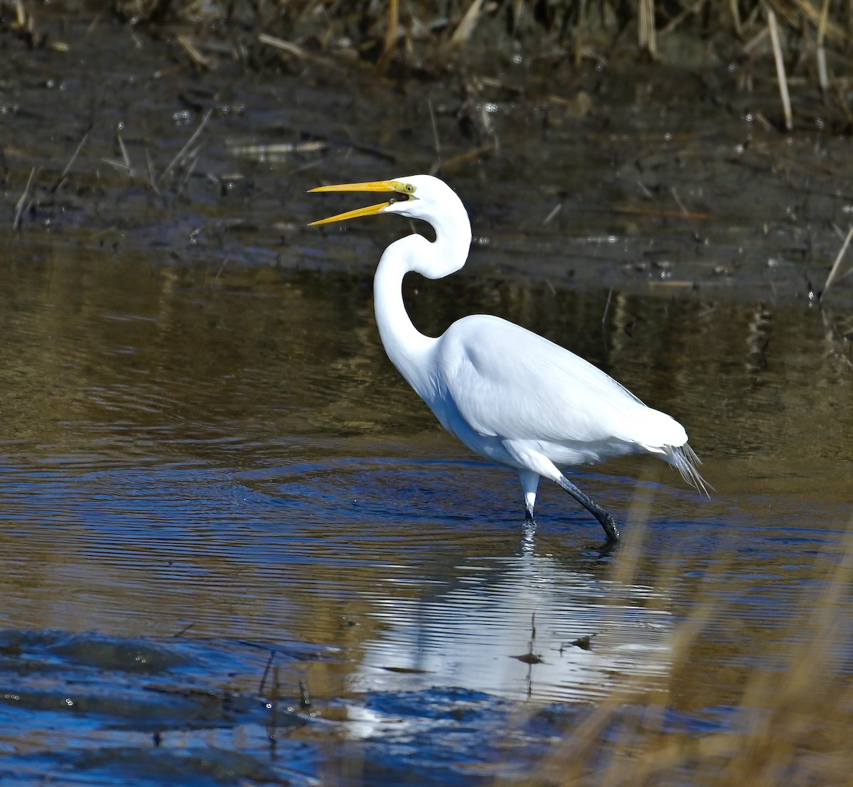 Great Egret - ML646320790