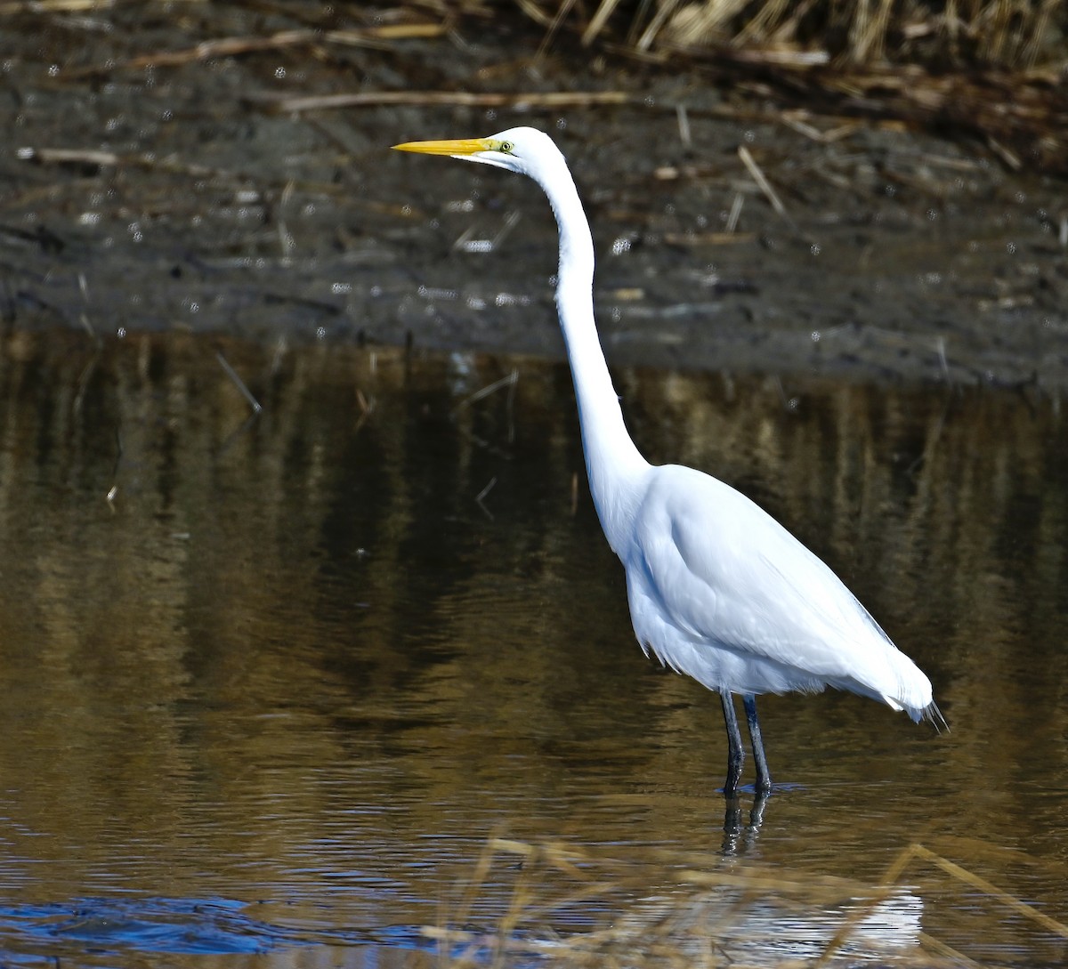 Great Egret - ML646320791