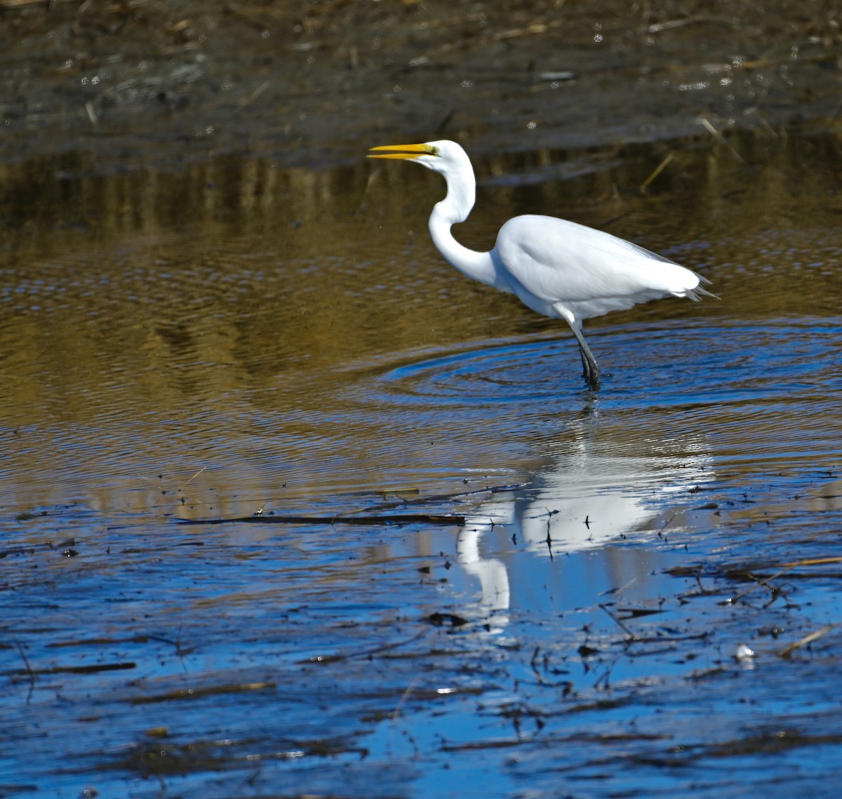 Great Egret - ML646320792