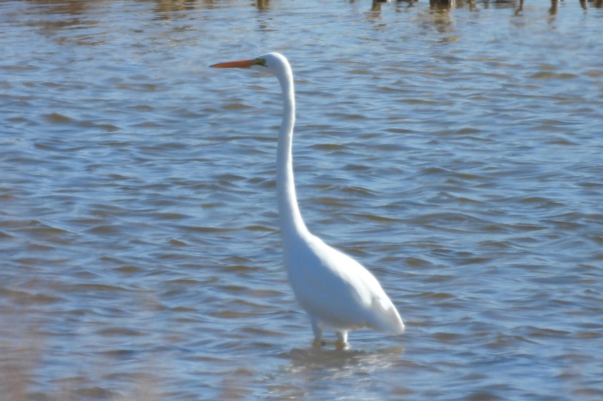 Great Egret - ML646320793
