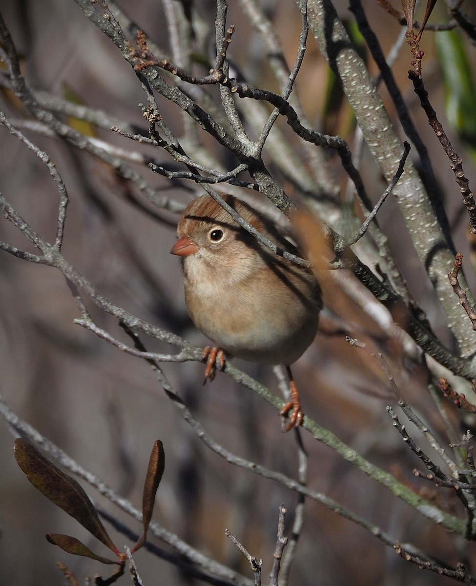 Field Sparrow - ML646320794