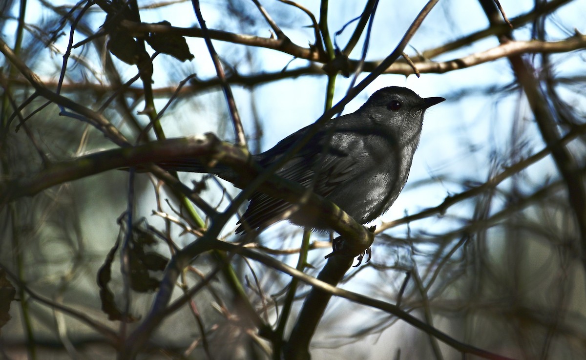 drozdec černohlavý - ML646320795