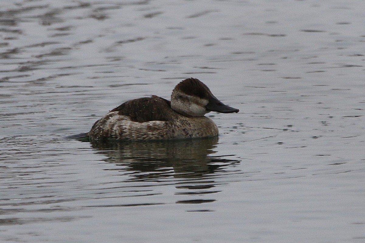 Ruddy Duck - ML646320797
