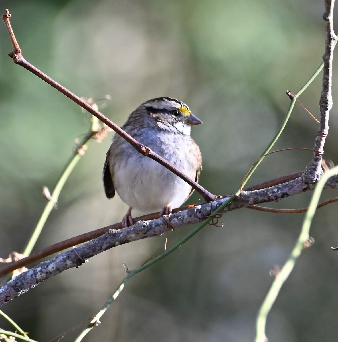 White-throated Sparrow - ML646320799