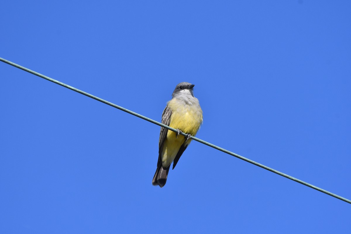 Cassin's Kingbird - ML646320803