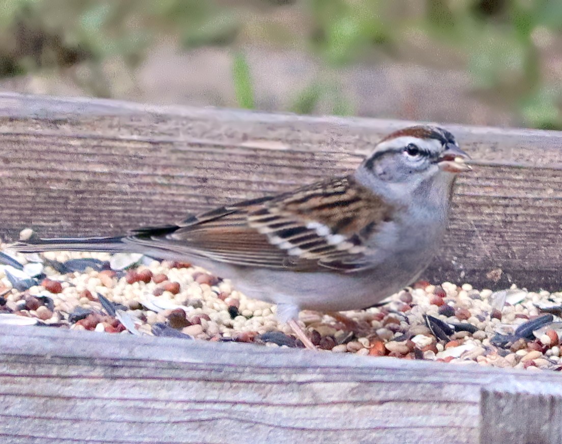 Chipping Sparrow - ML646320807