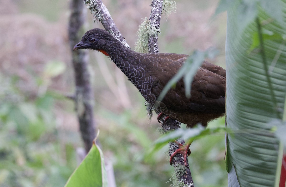 Andean Guan - ML646320808