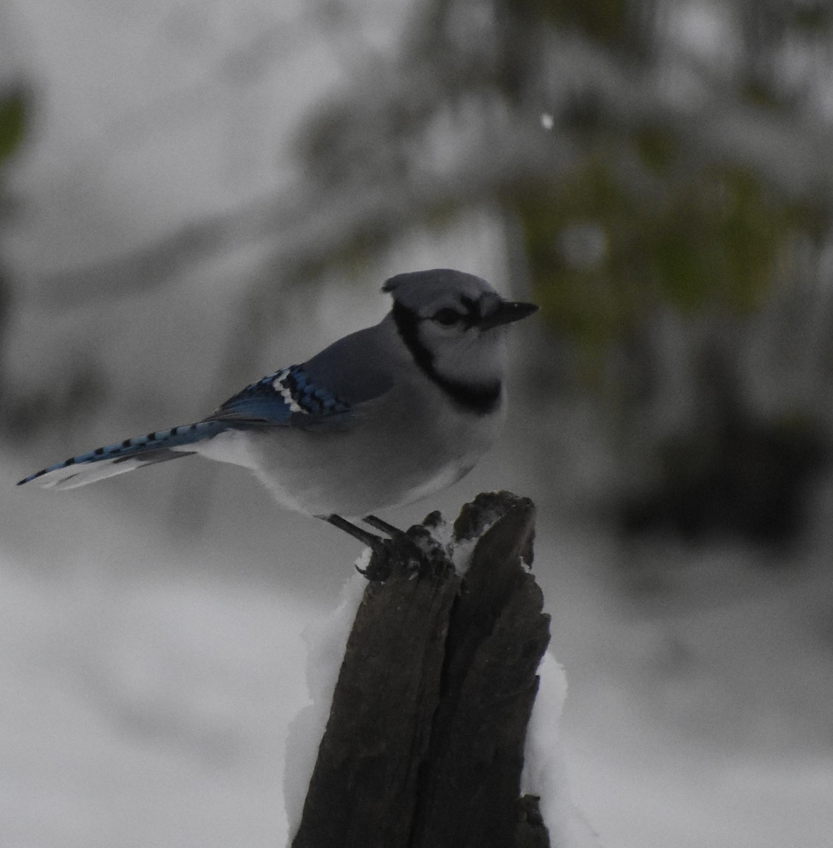 Blue Jay - ML646320809