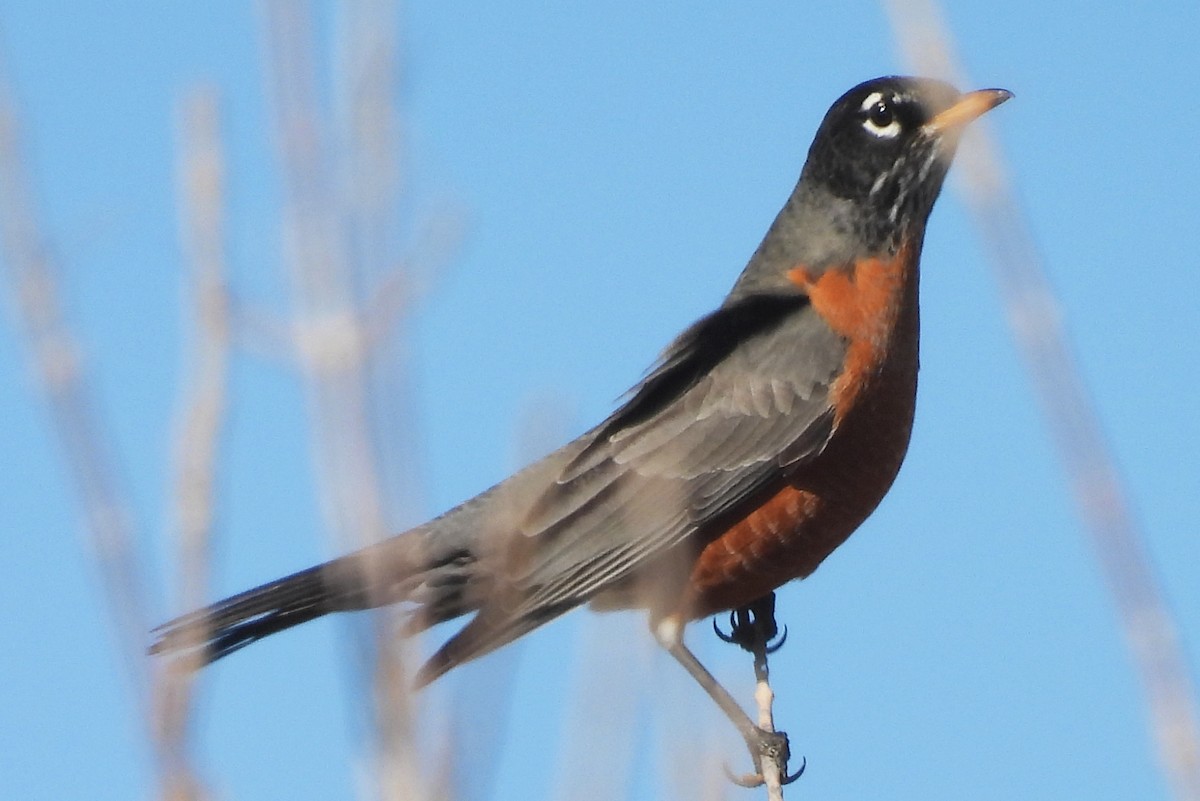 American Robin - ML646320811