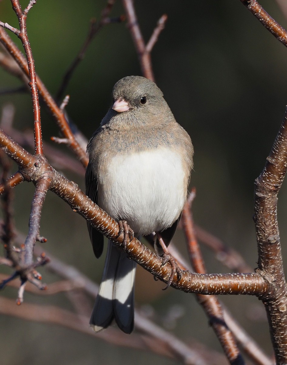 Dark-eyed Junco (Slate-colored) - ML646320813