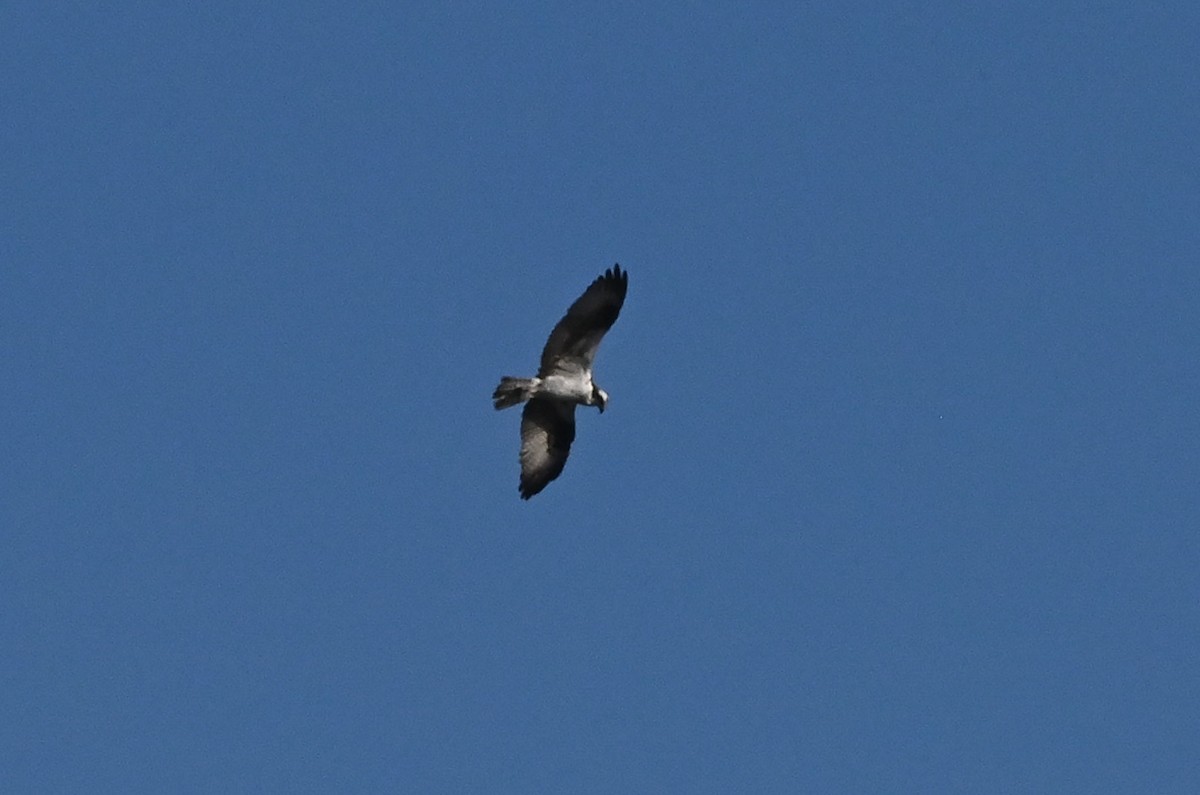 Osprey - ML646320814