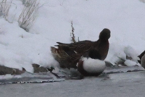 Northern Shoveler - ML646320815