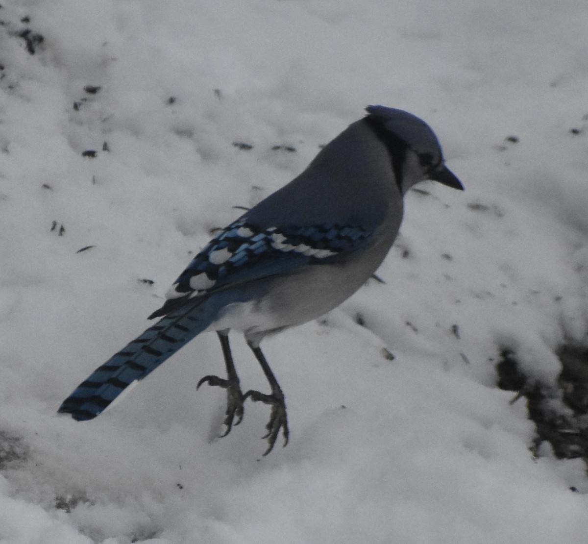 Blue Jay - ML646320817