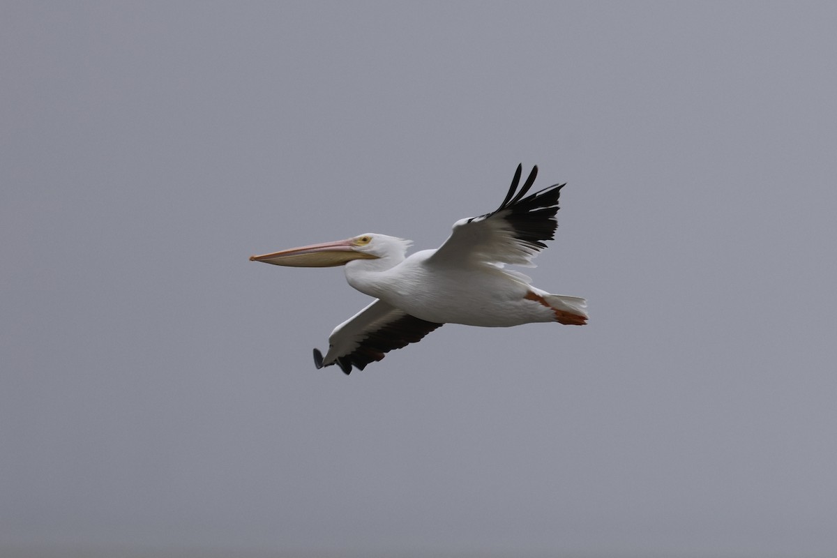 American White Pelican - ML646320820