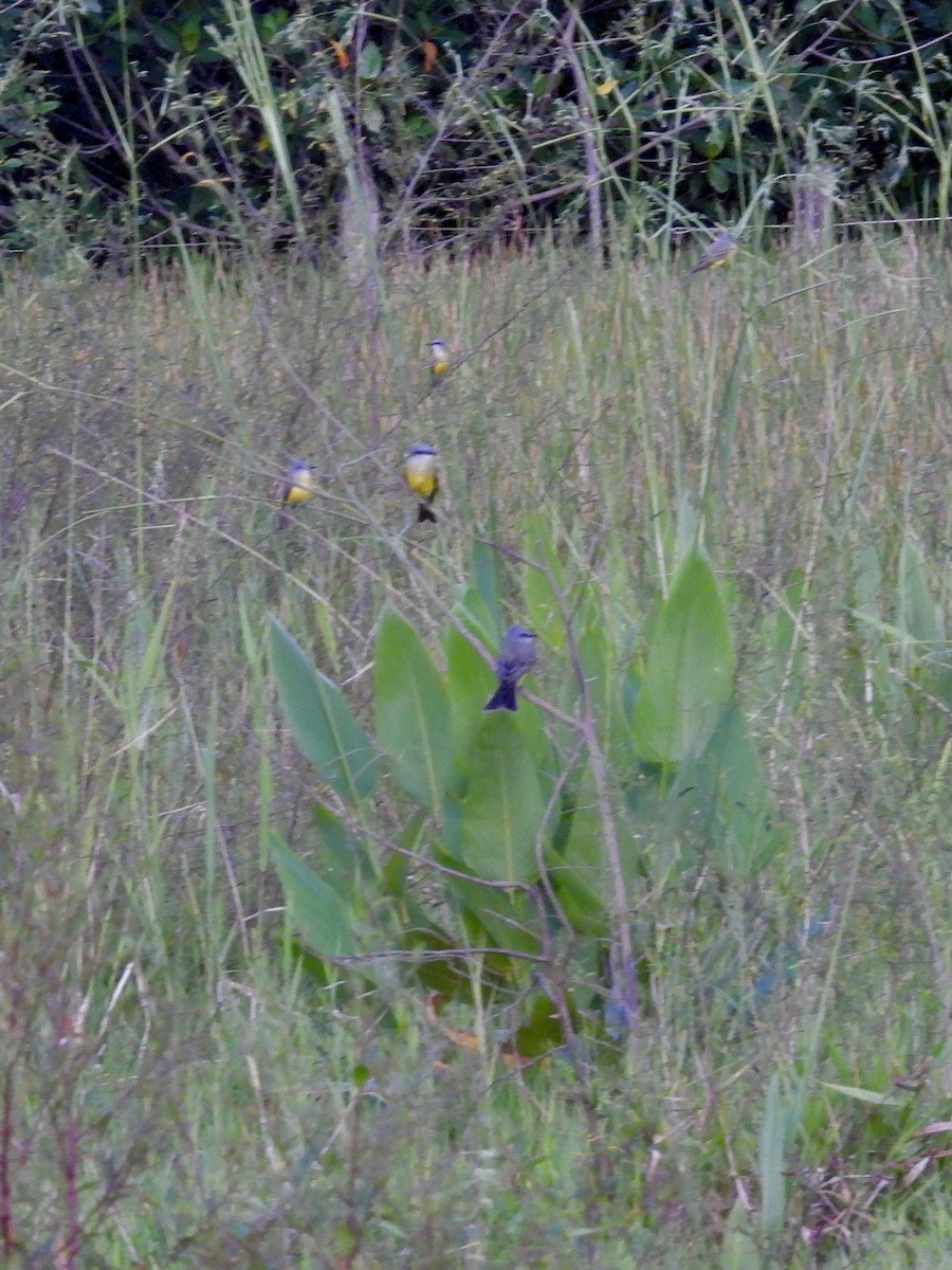 Tropical Kingbird - ML646320821