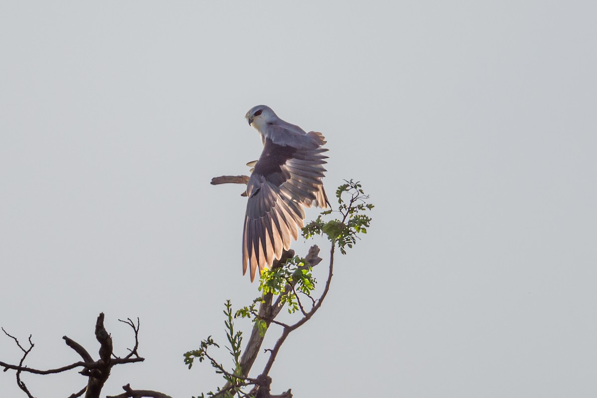Black-winged Kite - ML646320822