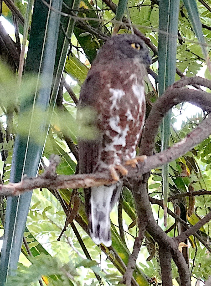 Brown Boobook - ML646320824