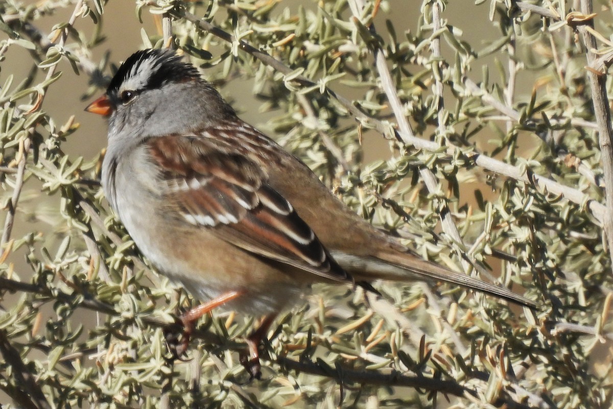 White-crowned Sparrow - ML646320826