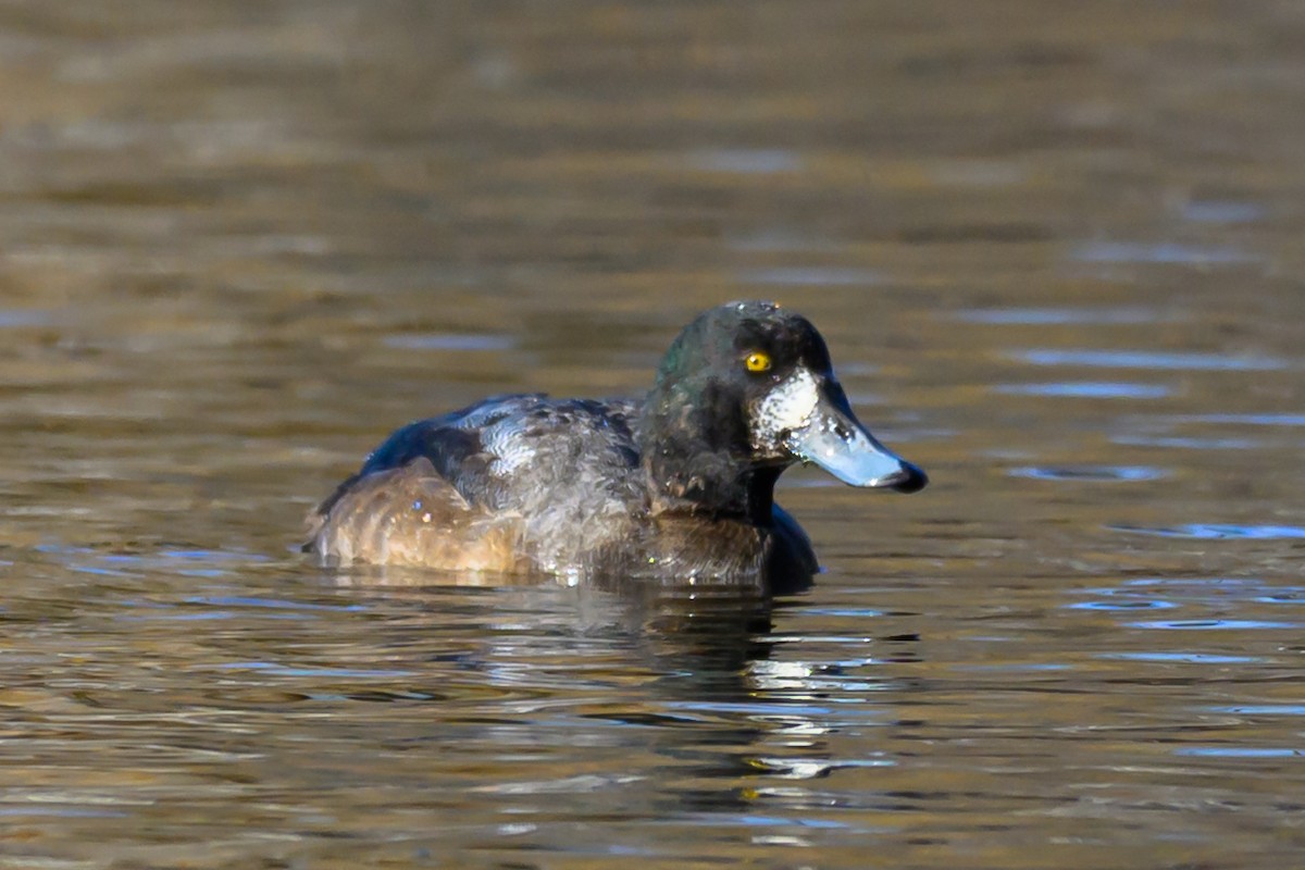 Greater Scaup - ML646320827