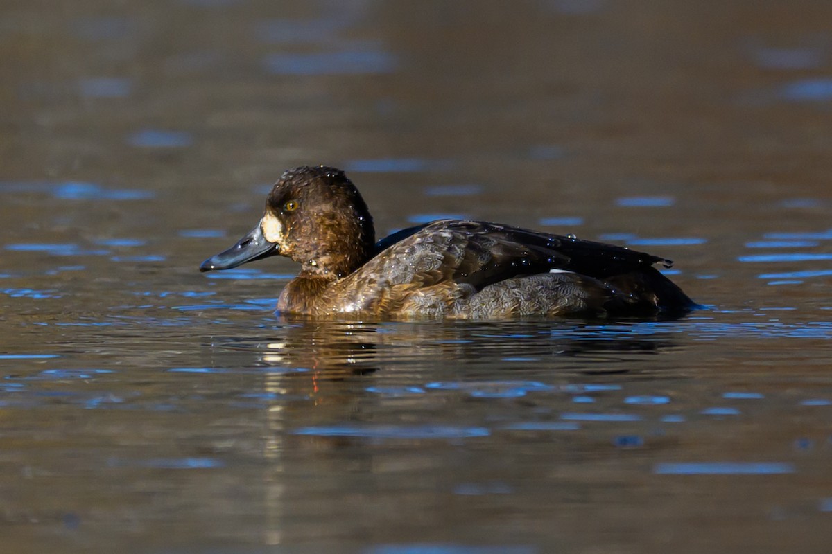Greater Scaup - ML646320828