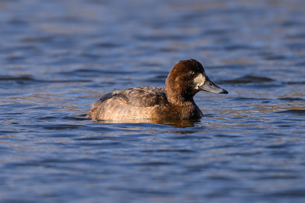 Greater Scaup - ML646320829