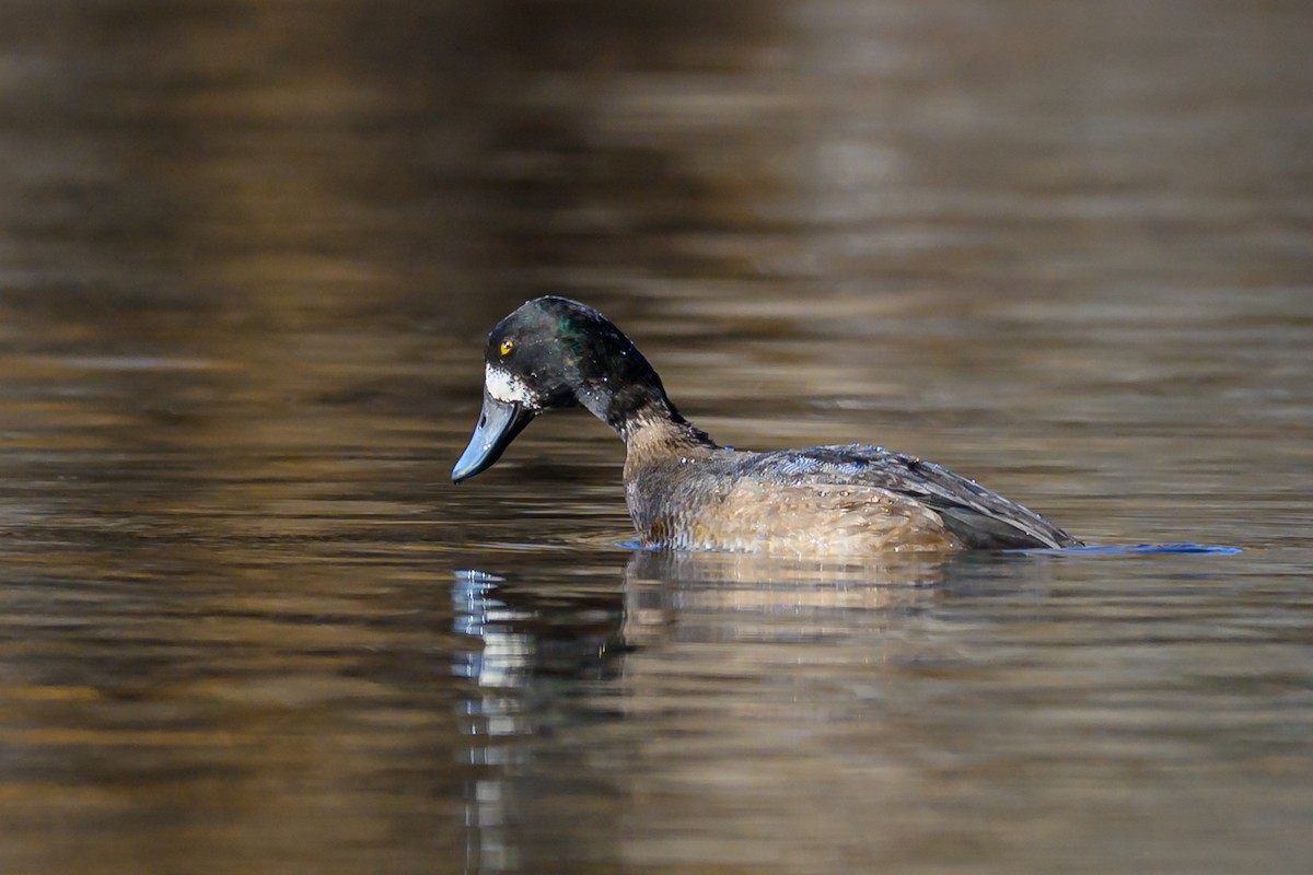 Greater Scaup - ML646320830