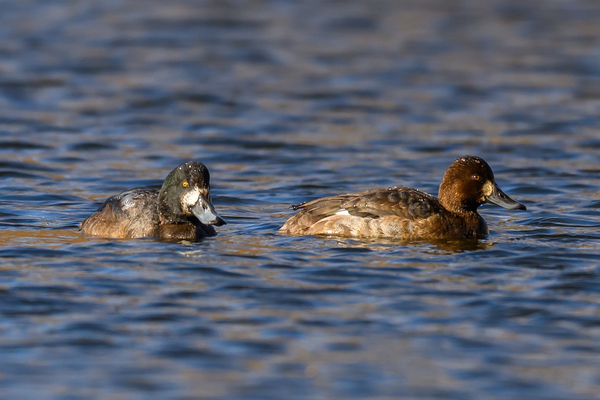 Greater Scaup - ML646320831